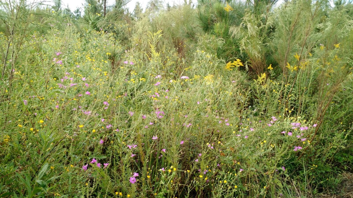 IMG_20171001_093132439