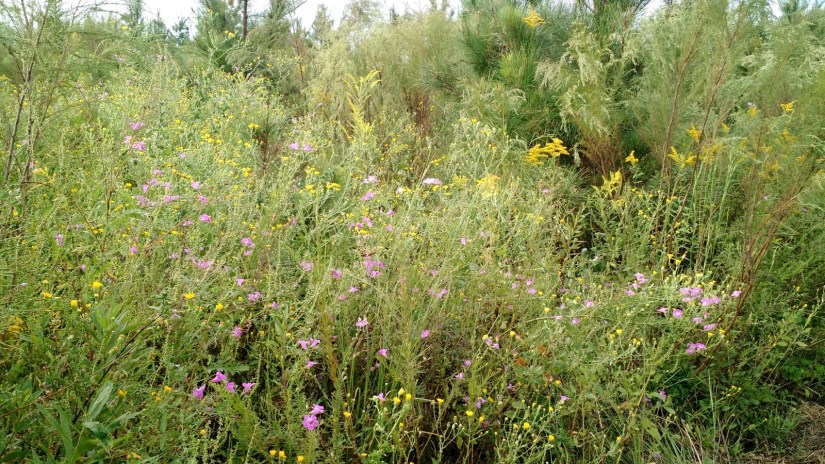 IMG_20171001_093132439